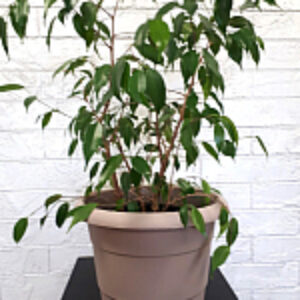 Кашпо Примула 21век