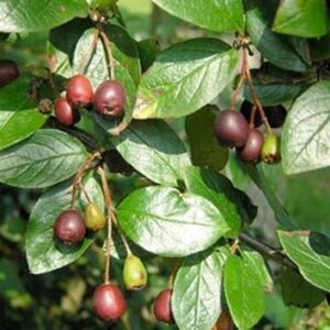 Саженец кустарника Кизильник блестящий 21век