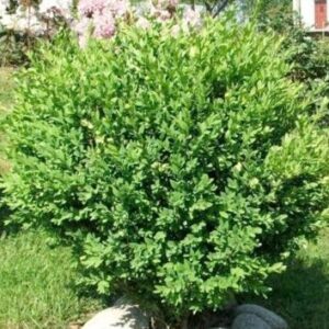 Саженец кустарника Самшит вечнозеленый 21век