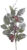 Ветка новогодняя, Canea 149CAN84-9031-1