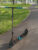 Самокат Street Surfing, Коричневый