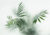 Фотообои листовые, Citydecor Цветы и Растения 155