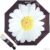 Складной зонт Moschino 7006-OCA Giant Daisy Black