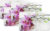 Набор сервировочных салфеток, Grace Орхидея 25х41