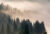 Фотообои листовые, Vimala Лес в тумане 3