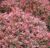 Саженец кустарника, Красный клен Барбарис тунберга Atropurpurea Nana