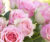 Фотообои листовые, Citydecor Розовые розы