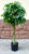 Искусственное растение, ForGarden Дерево Ficus / FGN BF01693