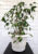 Кашпо, Gardenplast Примула