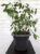 Кашпо, Gardenplast Примула