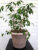 Кашпо, Gardenplast Примула