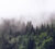 Фотообои листовые, Vimala Лес в тумане