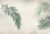 Фотообои листовые, Vimala Пальмовые листья на штукатурке